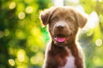 On croit bien faire pour aider un chien à supporter la chaleur, mais ce geste courant aggrave la situation